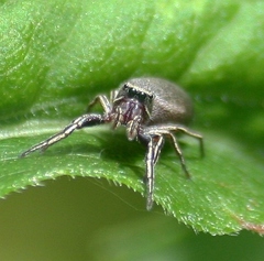 Tutelina similis