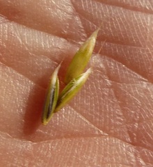 Piptochaetium stipoides