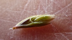 Piptochaetium stipoides