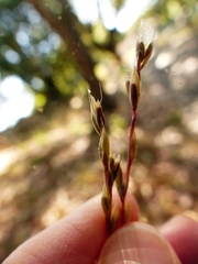 Stipa chaetophora
