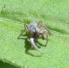 Tutelina similis