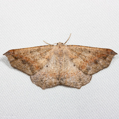 Prochoerodes forficaria