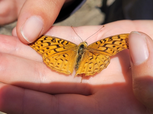 iNaturalist observation photo of Semiramis Fritillary