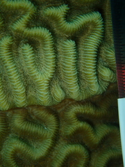 Pseudodiploria strigosa