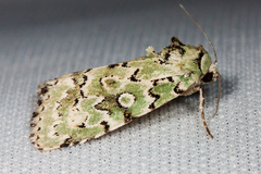 Bryolymnia viridata