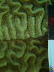 Pseudodiploria strigosa