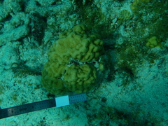 Porites astreoides
