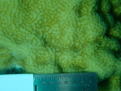 Porites astreoides