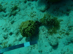 Porites astreoides