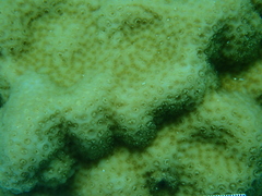 Porites astreoides