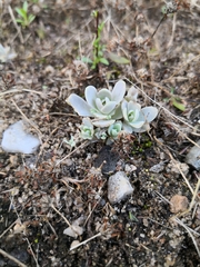 Orostachys boehmeri