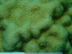 Porites astreoides