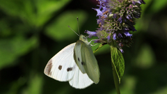 Pieris rapae