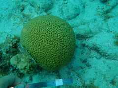 Pseudodiploria strigosa