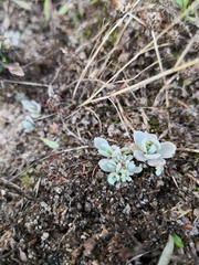 Orostachys boehmeri