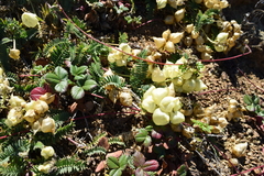 Astragalus nuttallii