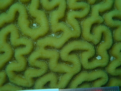 Pseudodiploria strigosa