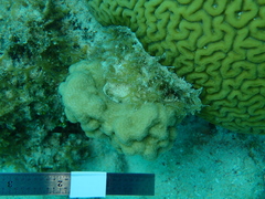 Porites astreoides