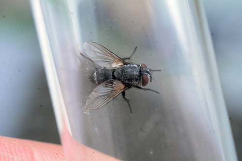 Thecocarcelia