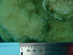 Porites astreoides