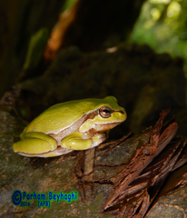 Hyla orientalis
