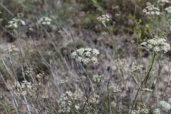 Pimpinella tragium