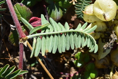 Astragalus nuttallii