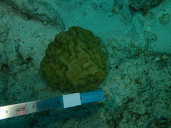 Porites astreoides