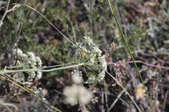 Pimpinella tragium