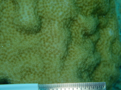 Porites astreoides