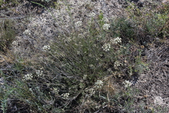 Pimpinella tragium