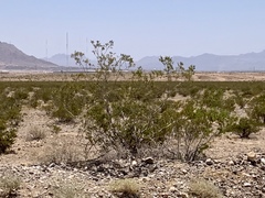Larrea tridentata