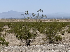 Larrea tridentata
