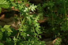 Nemophila parviflora