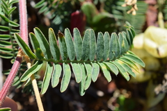 Astragalus nuttallii