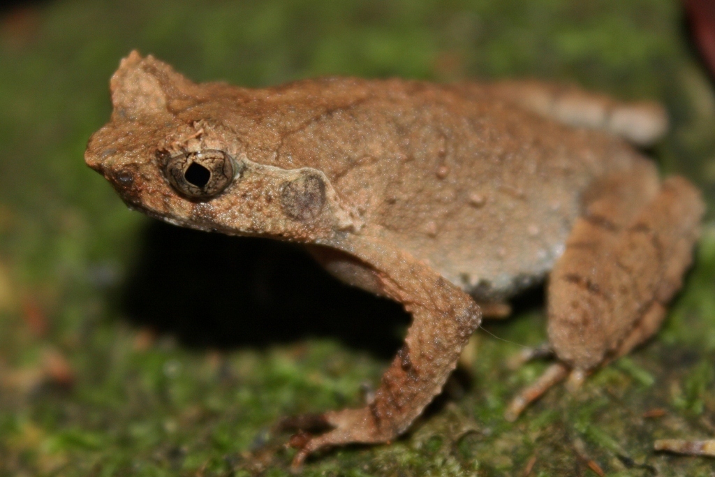 Asian Toads