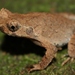 Short-legged Horned Toad - Photo (c) Thomas Brown, some rights reserved (CC BY-NC), uploaded by Thomas Brown