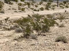Larrea tridentata