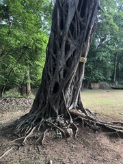 Ficus lingua