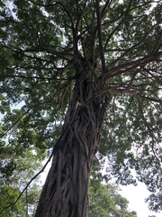 Ficus lingua