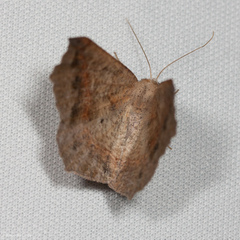 Prochoerodes forficaria