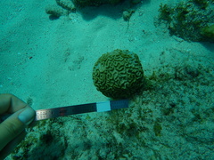 Pseudodiploria strigosa