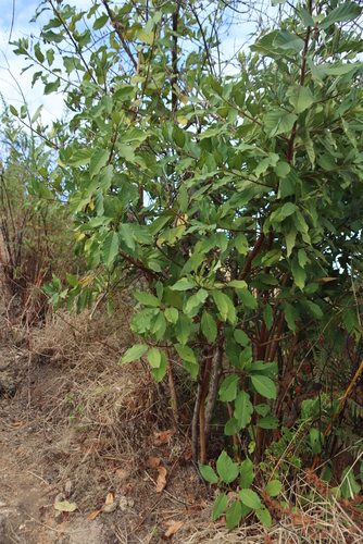 Image of Maesa lanceolata by (c) Tony Rebelo, some rights reserved (CC BY-SA)