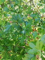 Crataegus monogyna