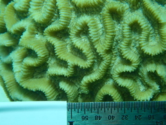 Pseudodiploria strigosa