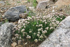 Trifolium dasyphyllum