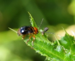 Cryptocephalus pusillus