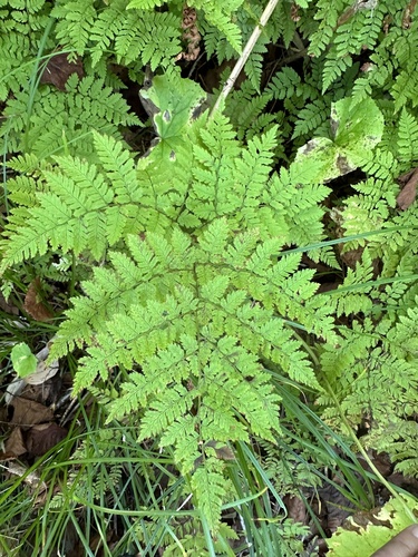 Dryopteris amurensis iNat (1)