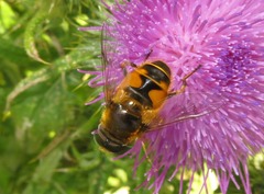 Eristalis horticola