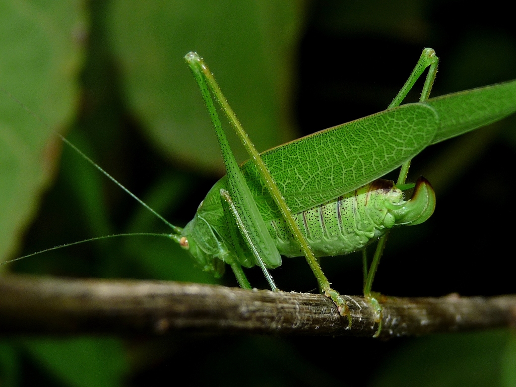 Sickle-bearing Bushcrickets
